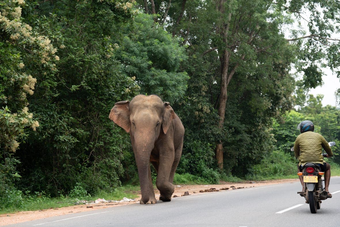 A wild elephant walking along a jungle roadside