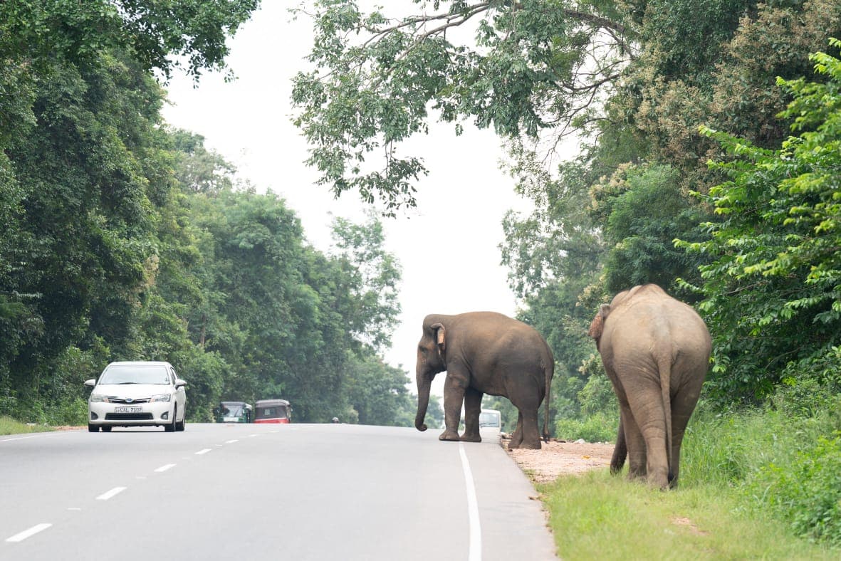Two elephants standing at the edge of a forest road