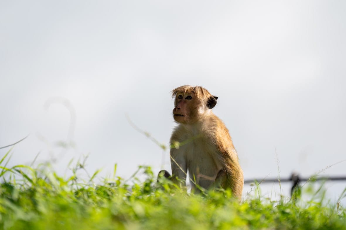 A toque macaque monkey perched in tall grass