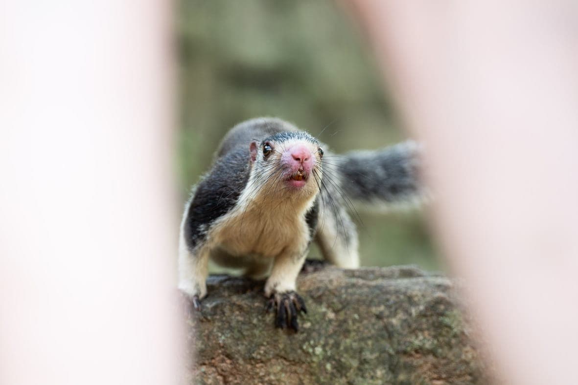 A Sri Lankan giant squirrel peering out from a tree