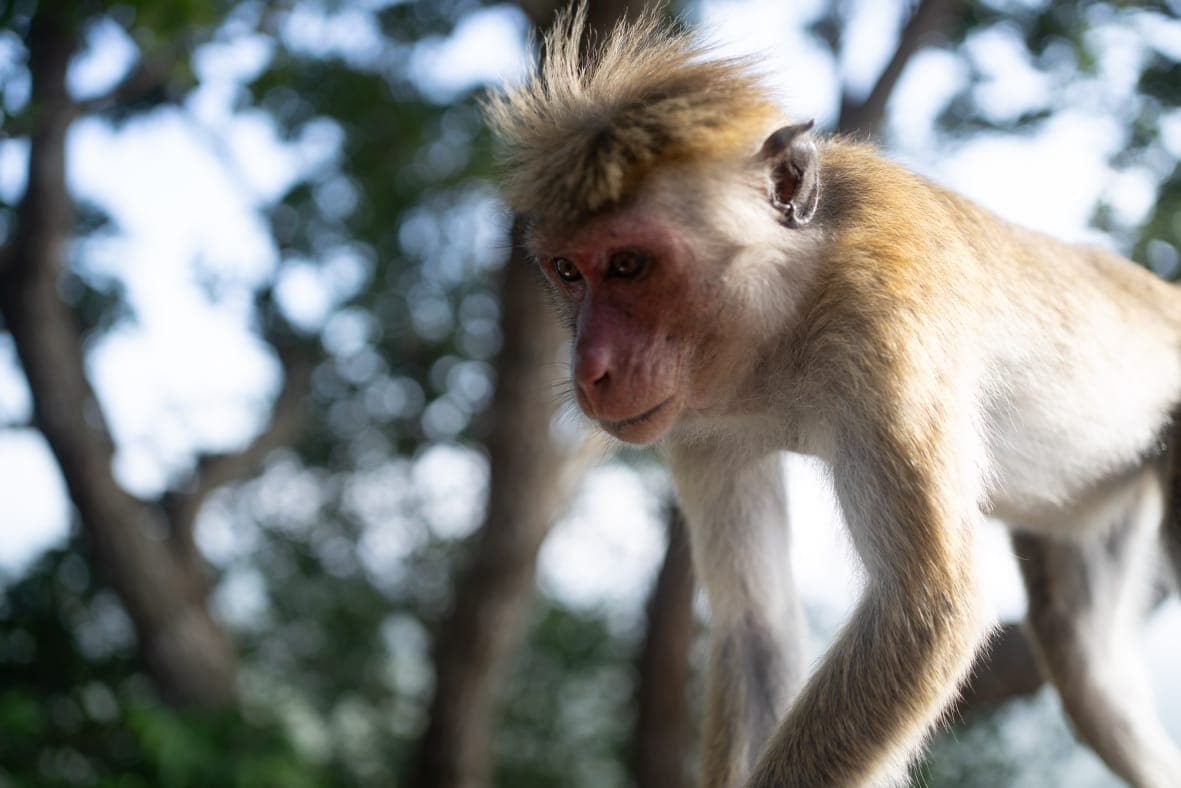 A macaque monkey walking through the forest canopy