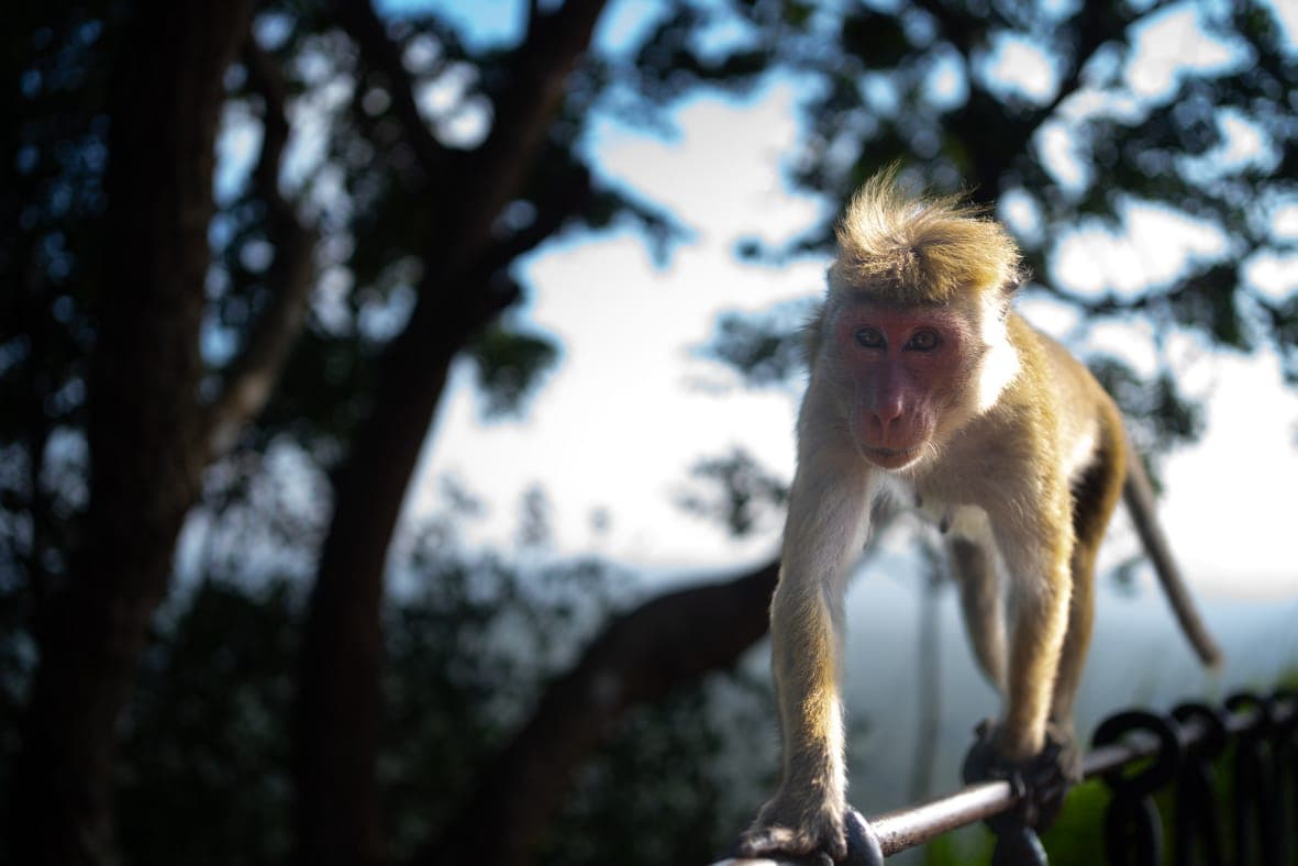 A macaque balancing on a railing overlooking the hills