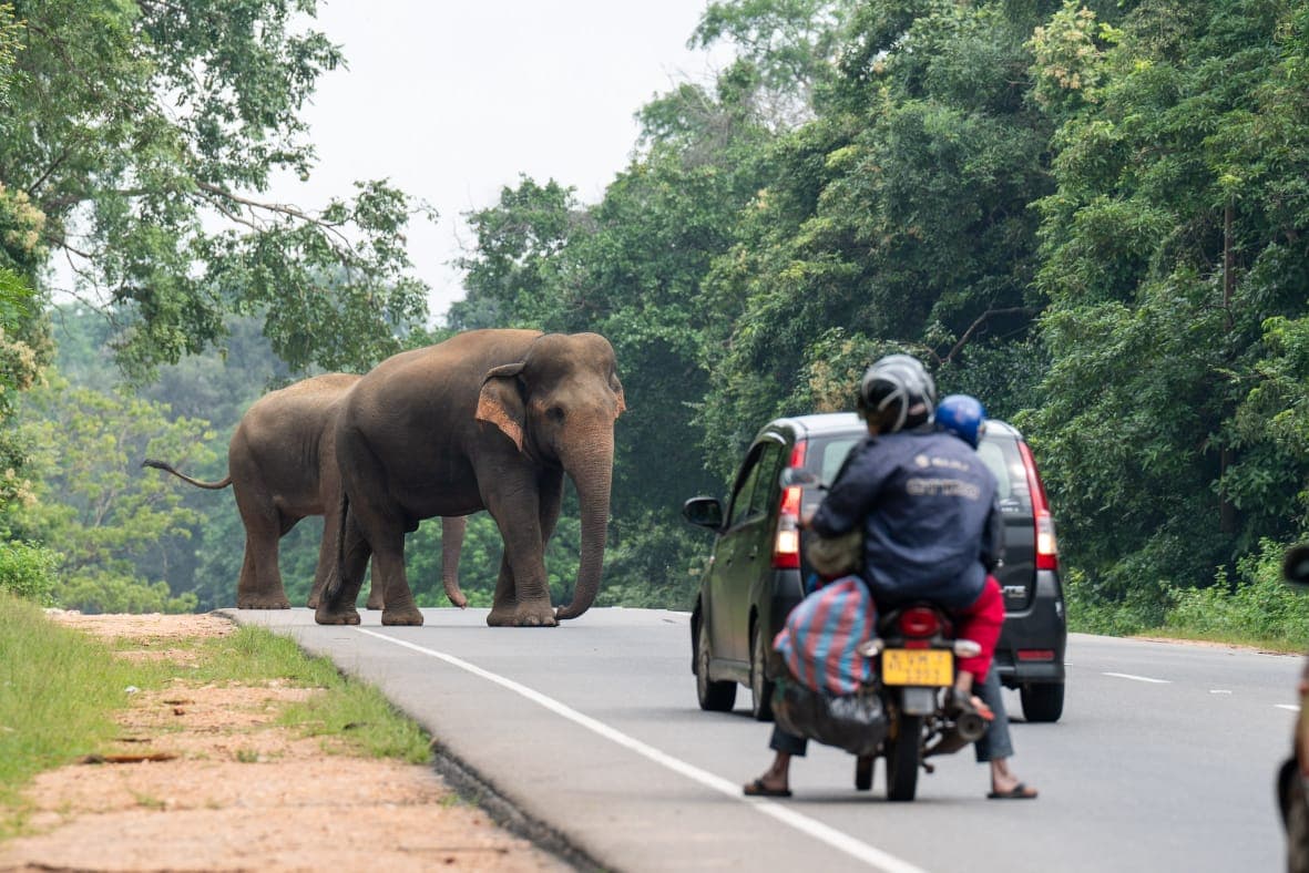 Elephants crossing the road as motorbikes and cars slow down