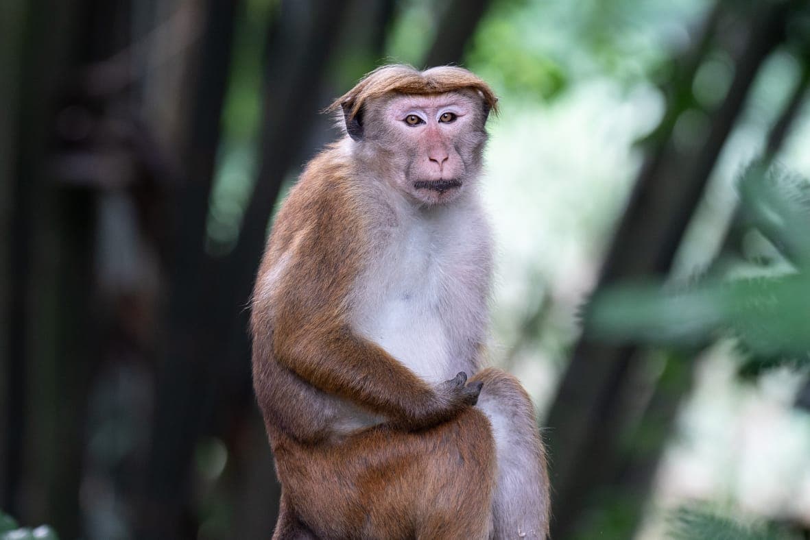 A toque macaque resting and looking toward the camera