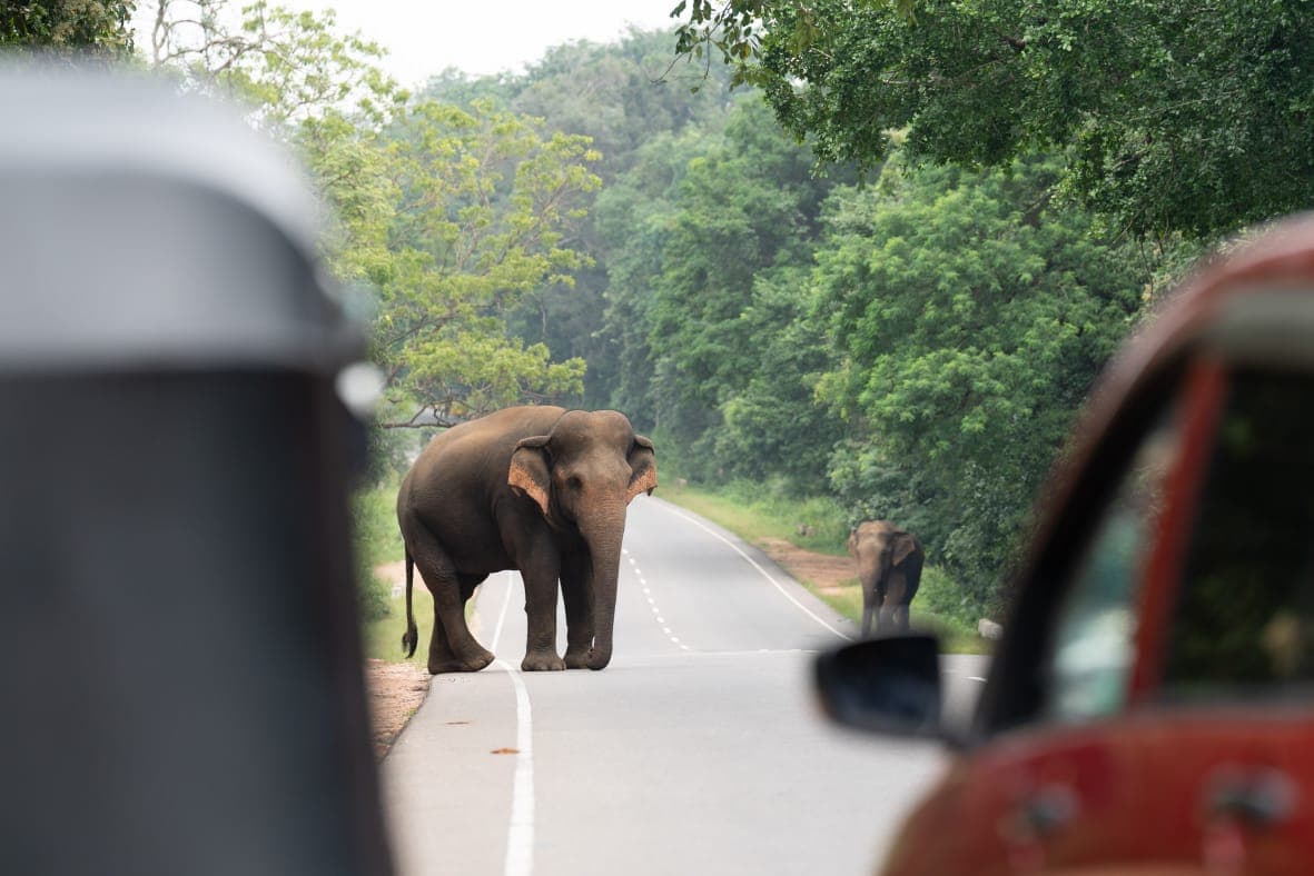 An elephant standing on the roadside beside passing vehicles
