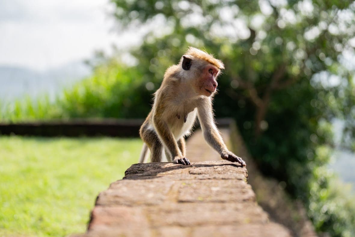 A macaque monkey walking along a stone wall