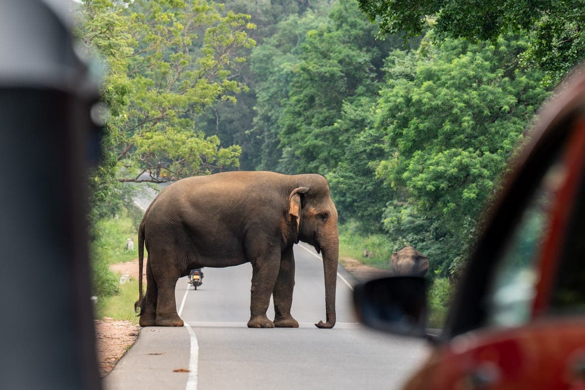 An elephant crossing the road framed between two vehicles