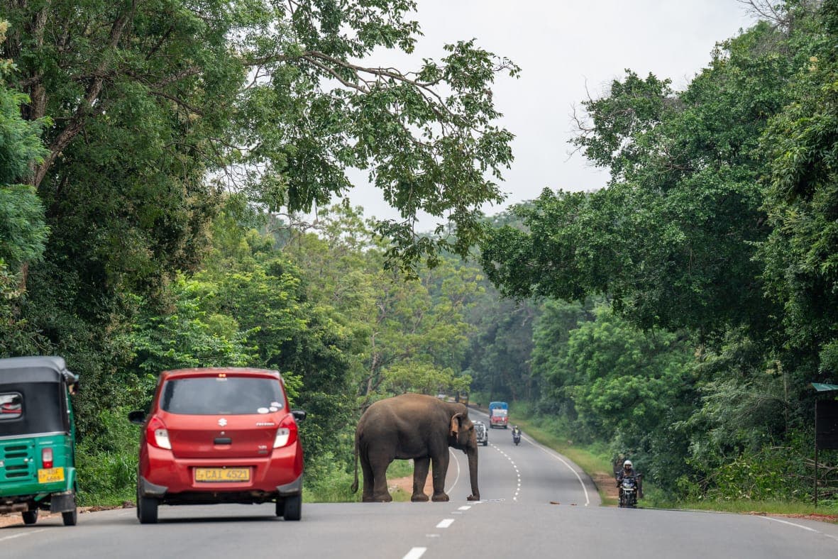 A wild elephant crossing a forest road while cars wait