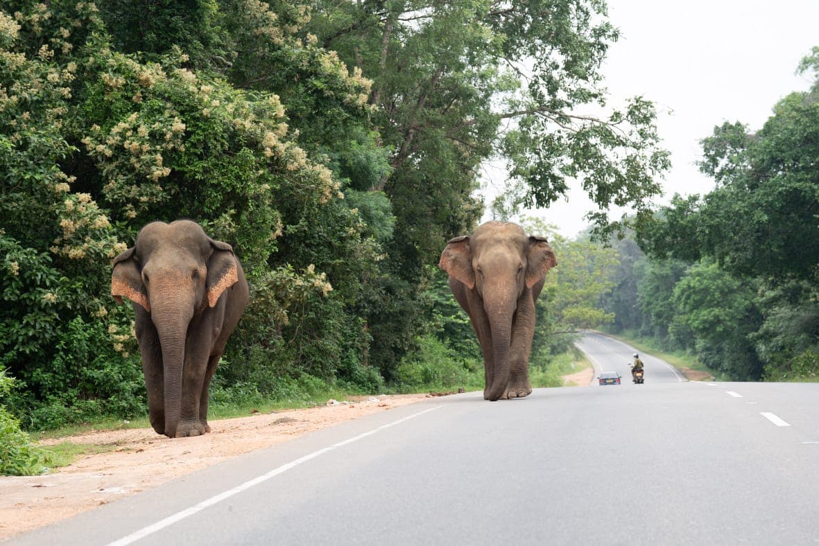 Two elephants walking side by side along a forest road
