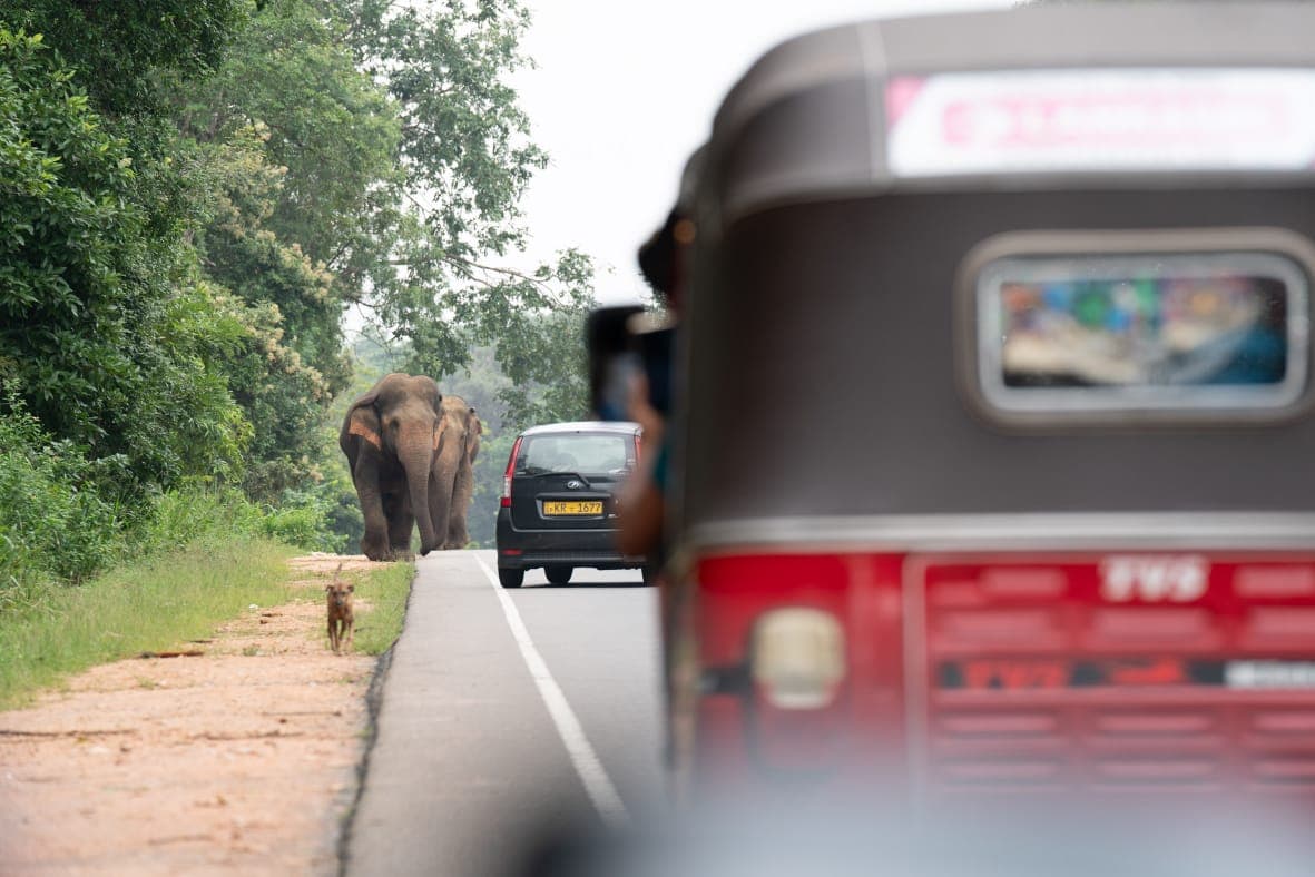 Elephants walking beside the road near passing traffic