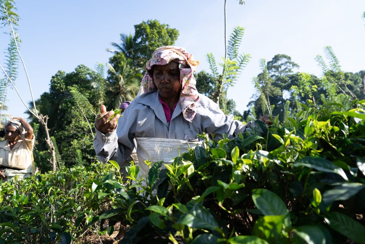 A tea plucker picking fresh leaves on a sunlit hillside estate